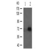 兔抗ATF2(Phospho-Thr71or53)多克隆抗体