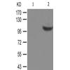 兔抗ATP1A1(Phospho-Ser23)多克隆抗体