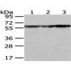 兔抗ATP5A1多克隆抗体