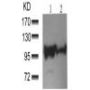 兔抗CTNNA1(Phospho-Ser641)多克隆抗体