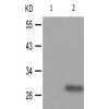 兔抗BCL2(Phospho-Thr69)多克隆抗体