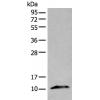 兔抗CXCL10多克隆抗体