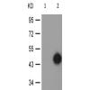 兔抗CXCR2(Phospho-Ser347)多克隆抗体