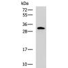 兔抗CXXC5多克隆抗体