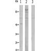 兔抗CYP1A1/2多克隆抗体