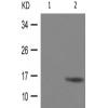 兔抗BIRC5(Phospho-Thr117)多克隆抗体