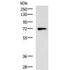 兔抗BTN1A1多克隆抗体