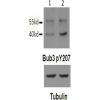 兔抗BUB3(Phospho-Tyr207)多克隆抗体