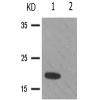 兔抗DDIT3(Phospho-Ser30)多克隆抗体