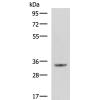 兔抗C11orf54多克隆抗体