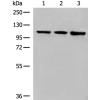 兔抗DDX54多克隆抗体