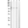 兔抗CAPN12多克隆抗体