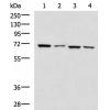 兔抗DNAI2多克隆抗体