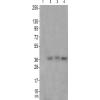 兔抗CCNC(Phospho-Ser275)多克隆抗体