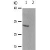 兔抗CCND1(Phospho-Ser90)多克隆抗体