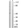 兔抗DPYSL2(Phospho-Thr509)多克隆抗体