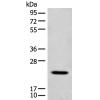兔抗CD300E多克隆抗体