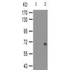 兔抗CDC25A(Phospho-Thr507)多克隆抗体
