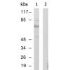 兔抗CDC25B(Phospho-Ser323)多克隆抗体 