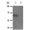 兔抗CDC25B(Phospho-Ser353)多克隆抗体