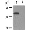 兔抗DUSP1/4(Phospho-Ser296/318)多克隆抗体