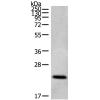 兔抗CDC42/RHO/RAC多克隆抗体