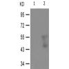 兔抗E2F1(Phospho-Thr433)多克隆抗体