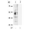 兔抗CREB1(Phospho-Ser142)多克隆抗体