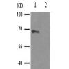兔抗EZR(Phospho-Tyr146)多克隆抗体 
