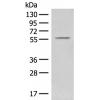 兔抗FAM155B多克隆抗体
