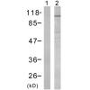 兔抗FOXO3(Phospho-Ser253)多克隆抗体