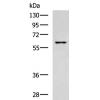 兔抗GPR37多克隆抗体