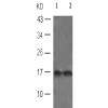   兔抗HIST1H3A(Ab-27) 多克隆抗体 