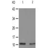  兔抗HIST1H4A(Phospho-Lys5) 多克隆抗体 