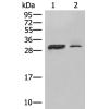 兔抗HLA-DPA1多克隆抗体 