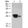 兔抗HLA-DPB1多克隆抗体  