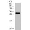 兔抗HLA-DRB3多克隆抗体 