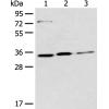 兔抗MORF4L2多克隆抗体