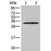   兔抗HOXC4多克隆抗体  