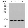 兔抗MRPL42多克隆抗体
