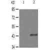 兔抗GATA4(Phospho-Ser105) 多克隆抗体  