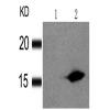 兔抗H2AFX (Phospho-Ser139)多克隆抗体