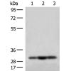 兔抗MRPS18B多克隆抗体