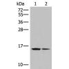 兔抗H2BC15多克隆抗体