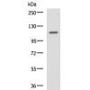 兔抗MSH3多克隆抗体