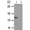 兔抗PTPRC(Phospho-Ser1007) 多克隆抗体