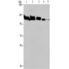  兔抗HSPA4多克隆抗体 