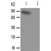 兔抗MTOR(Phospho-Ser2481) 多克隆抗体