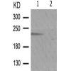 兔抗MTOR(Phospho-Thr2446) 多克隆抗体