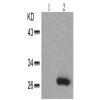 兔抗HSPB1 (Phospho-Ser82)多克隆抗体